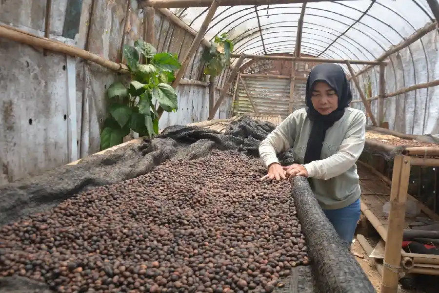 Hendah, pembina 300-an petani kopi di Cisurupan